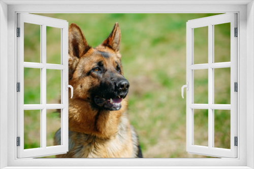 Fototapeta Naklejka Na Ścianę Okno 3D - Beautiful Young Brown German Shepherd Dog 