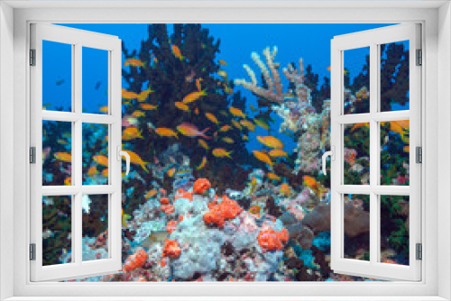 Fototapeta Naklejka Na Ścianę Okno 3D - School of Fishes near Coral Reef, Maldives