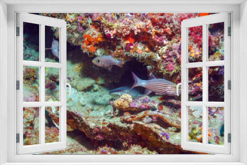 Fototapeta Naklejka Na Ścianę Okno 3D - Red Fishes and Nurse Shark near Coral Reef, Maldives