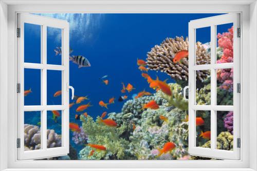 Fototapeta Naklejka Na Ścianę Okno 3D - Tropical Fish on Coral Reef in the Red Sea