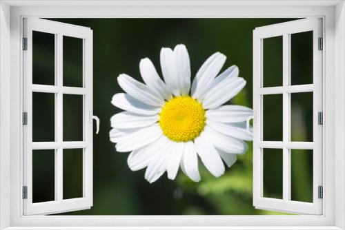 Fototapeta Naklejka Na Ścianę Okno 3D - Daisy flower in bloom