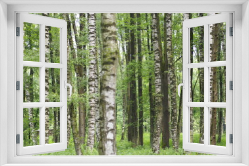 Fototapeta Naklejka Na Ścianę Okno 3D - Birkenbäume