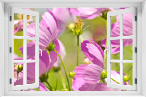 Fototapeta Naklejka Na Ścianę Okno 3D - Cosmos Flowers. (Scientific Name : Cosmos bipinnatus)