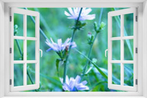 Fototapeta Naklejka Na Ścianę Okno 3D - blue dandelion