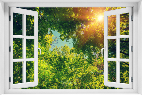 Fototapeta Naklejka Na Ścianę Okno 3D - Vintage frame from trees at sunset