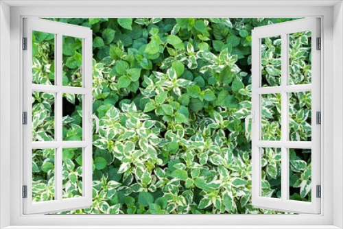 Fototapeta Naklejka Na Ścianę Okno 3D - Green plant in the garden.