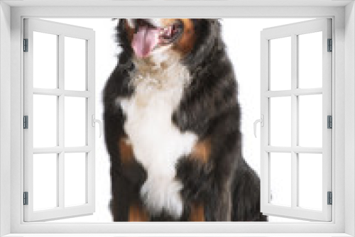 Fototapeta Naklejka Na Ścianę Okno 3D - Berner Sennenhund Freigestellt