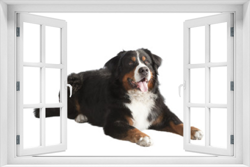 Fototapeta Naklejka Na Ścianę Okno 3D - Berner Sennenhund liegend