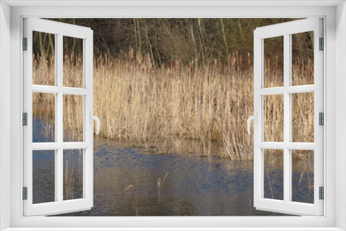 Fototapeta Naklejka Na Ścianę Okno 3D - sear yellow reed in the water