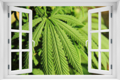 Fototapeta Naklejka Na Ścianę Okno 3D - green marijuana plant