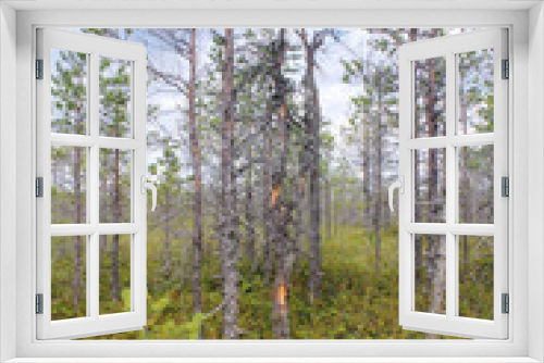 Fototapeta Naklejka Na Ścianę Okno 3D - pine growing on the bog