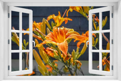 Fototapeta Naklejka Na Ścianę Okno 3D - Orange lily in Canada