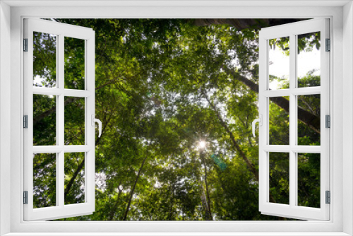 Fototapeta Naklejka Na Ścianę Okno 3D - Low angle view of the forest to the sky 
