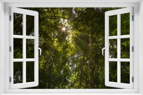 Fototapeta Naklejka Na Ścianę Okno 3D - Low angle view of the forest to the sky 
