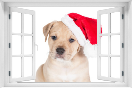 Fototapeta Naklejka Na Ścianę Okno 3D - Portrait of american staffordshire terrier puppy dressed in a christmas hat