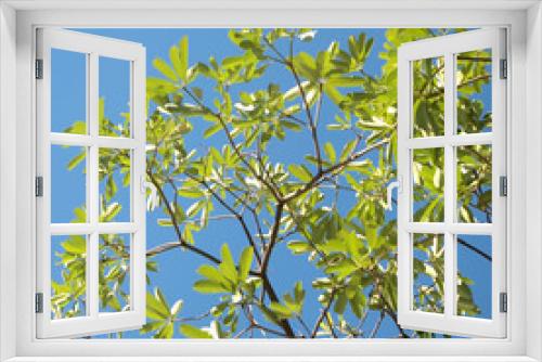 Fototapeta Naklejka Na Ścianę Okno 3D - Green leaves