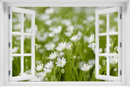 Fototapeta Naklejka Na Ścianę Okno 3D - Wildflower.