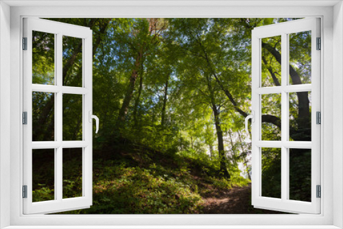 Fototapeta Naklejka Na Ścianę Okno 3D - Sun shines through trees in a forest