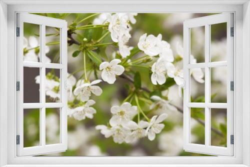 Fototapeta Naklejka Na Ścianę Okno 3D - Cherry tree flowers