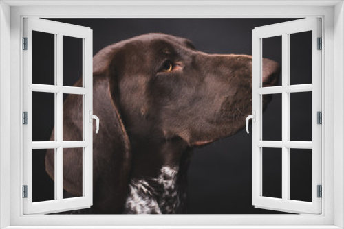 Fototapeta Naklejka Na Ścianę Okno 3D - German shepherd dog studio portrait over black background