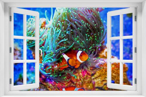Fototapeta Naklejka Na Ścianę Okno 3D - Clownfish in marine aquarium