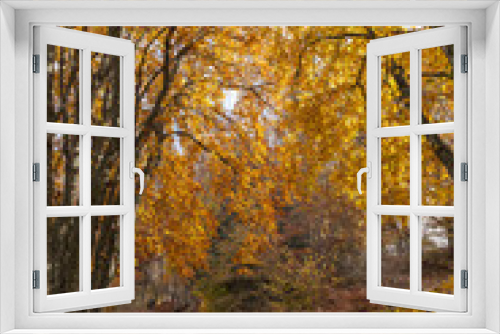 Fototapeta Naklejka Na Ścianę Okno 3D - Sentiero nella foresta in autunno. Tappeto di foglie rosse
