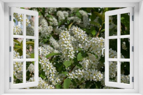 Fototapeta Naklejka Na Ścianę Okno 3D - Branches with blooming white flowers