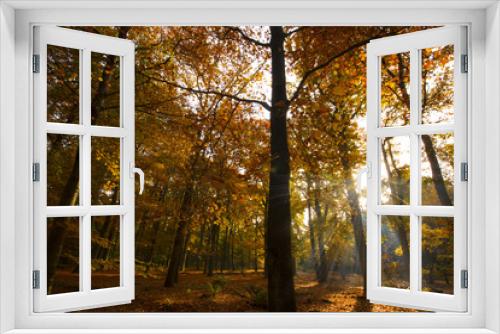 Fototapeta Naklejka Na Ścianę Okno 3D - Autumn park, woods