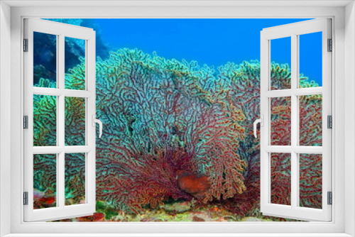 Fototapeta Naklejka Na Ścianę Okno 3D - Gorgonian coral, Island Bali