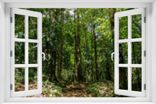 Fototapeta Naklejka Na Ścianę Okno 3D - ein kleiner Trampelpfade im grünen dichten Dschungel in Costa Rica