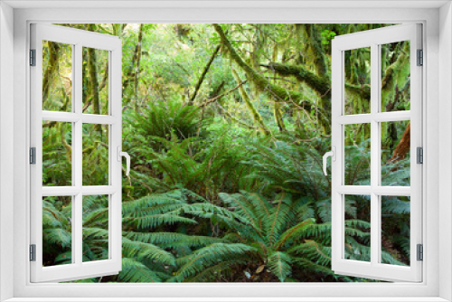 Fototapeta Naklejka Na Ścianę Okno 3D - Temperate rain forest with  Fern , Fiordland National Park, South Island , New Zealand