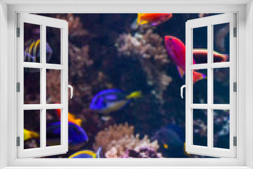 Fototapeta Naklejka Na Ścianę Okno 3D - underwater background.  Underwater photo