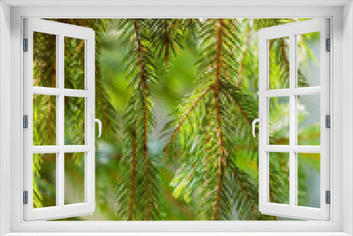 Fototapeta Naklejka Na Ścianę Okno 3D - Fir branch on blurred nature background