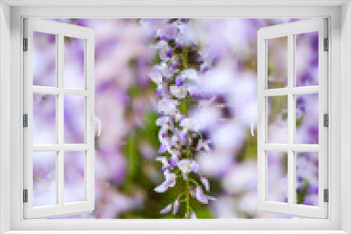 Fototapeta Naklejka Na Ścianę Okno 3D - Defocused wisteria flowers