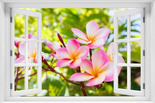 Fototapeta Naklejka Na Ścianę Okno 3D - sweet pink flower plumeria bunch and natural background