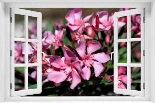 Fototapeta Naklejka Na Ścianę Okno 3D - Nerium oleander bush and flowers in Greece