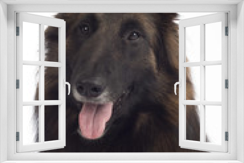 Fototapeta Naklejka Na Ścianę Okno 3D - Headshot of dog, Belgian Shepherd Tervuren, isolated