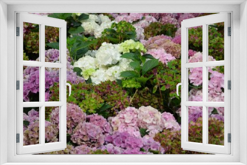 Fototapeta Naklejka Na Ścianę Okno 3D - Blütenmeer aus Hortensien