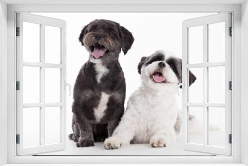 Fototapeta Naklejka Na Ścianę Okno 3D - 2 shi tzu dogs on white