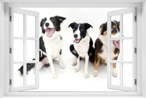 Fototapeta Naklejka Na Ścianę Okno 3D - Three Dogs Sitting