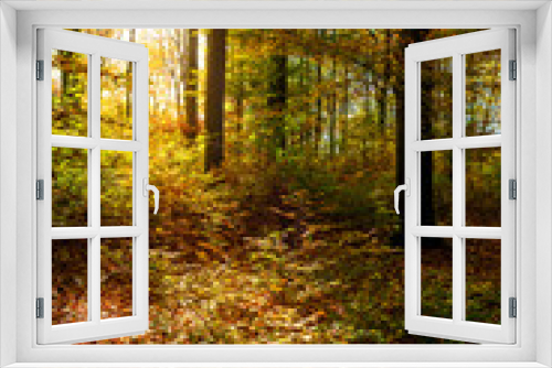 Fototapeta Naklejka Na Ścianę Okno 3D - Wald im Herbst mit Sonne