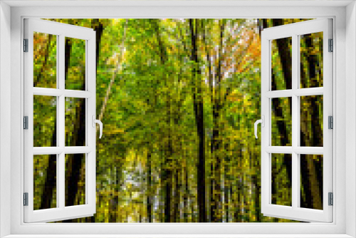 Fototapeta Naklejka Na Ścianę Okno 3D - Fall Colored Forest