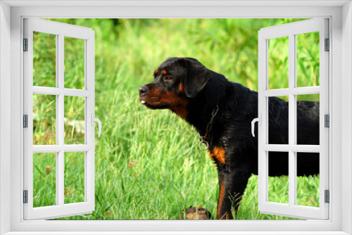 Fototapeta Naklejka Na Ścianę Okno 3D - Portrait of nice Rottweiler in the meadow
