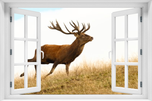 Fototapeta Naklejka Na Ścianę Okno 3D - red deer stag running