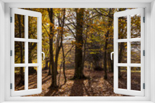 Fototapeta Naklejka Na Ścianę Okno 3D - Foresta di faggi nella stagione autunnale. Sole tra gli alberi
