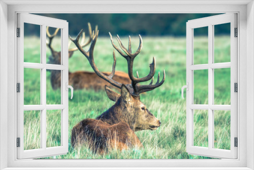 Fototapeta Naklejka Na Ścianę Okno 3D - Red deer 