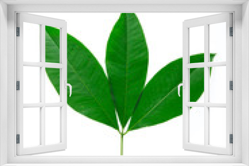 Fototapeta Naklejka Na Ścianę Okno 3D - Green leaves on white background