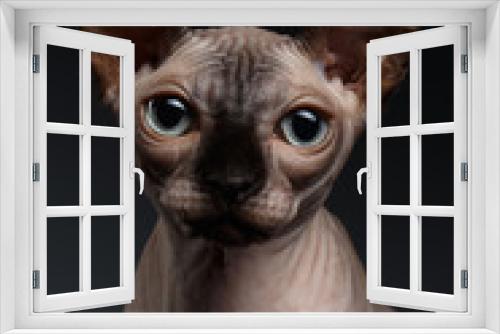 Fototapeta Naklejka Na Ścianę Okno 3D - Closeup Portrait of Sphynx Cat Looking in camera on Dark