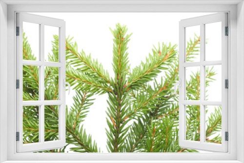 Fototapeta Naklejka Na Ścianę Okno 3D - spruce twigs on a white background