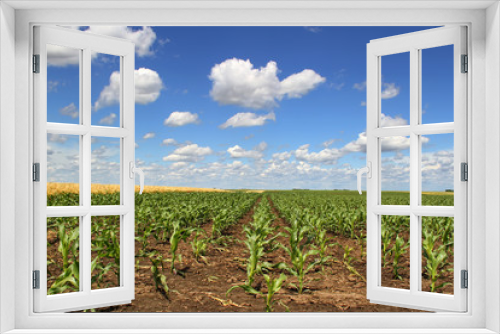 Fototapeta Naklejka Na Ścianę Okno 3D - Young corn field
